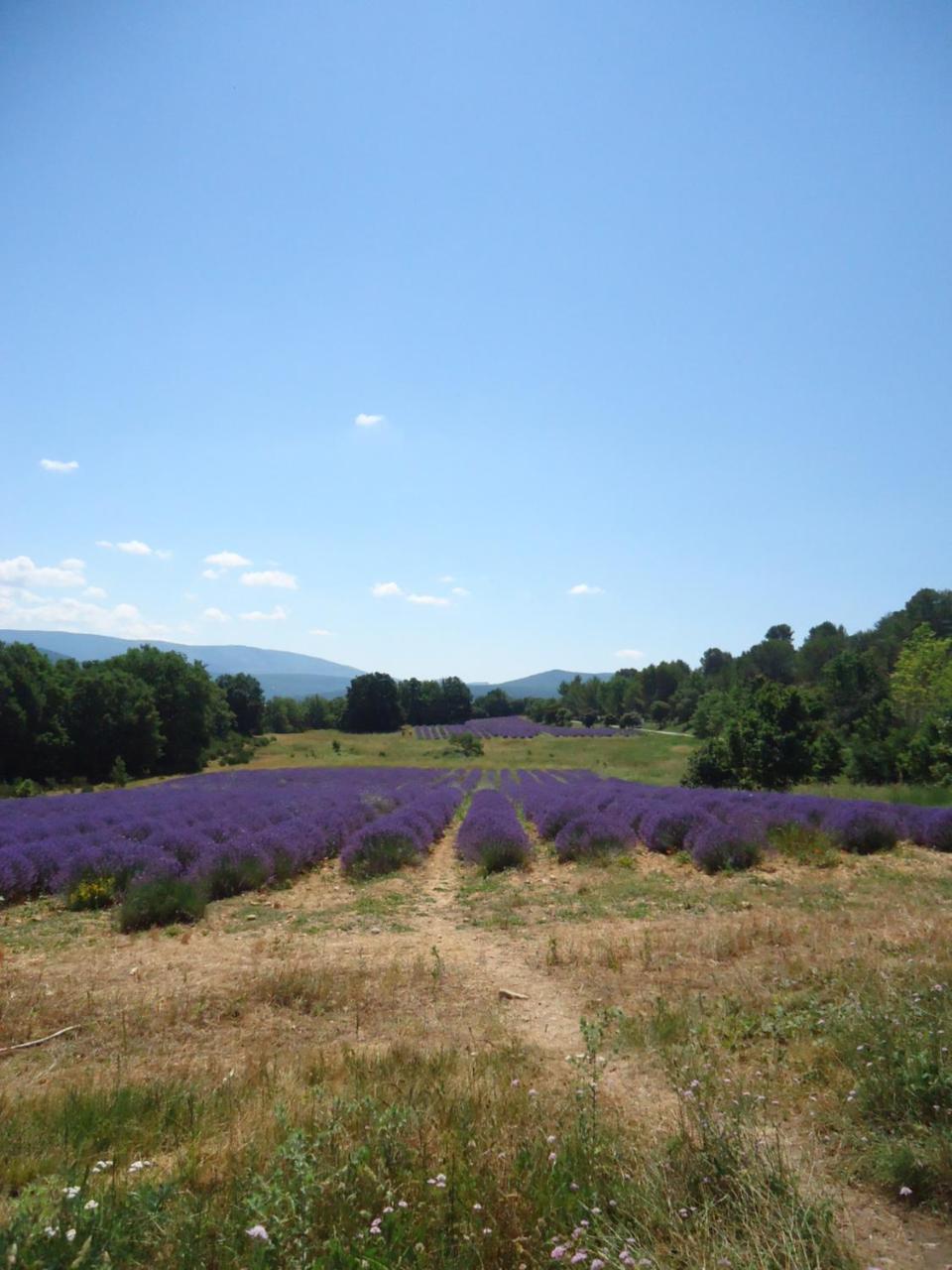 Le Lavandin Lorgues Buitenkant foto